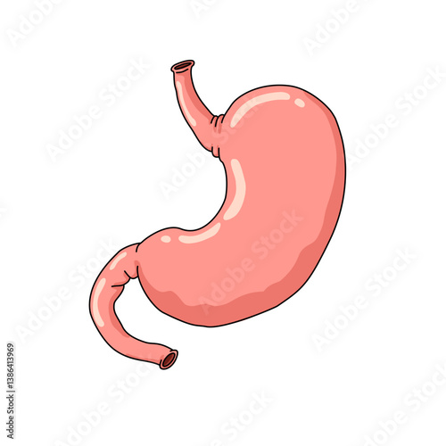 human stomach illustration, with simple design, with white background suitable for your design