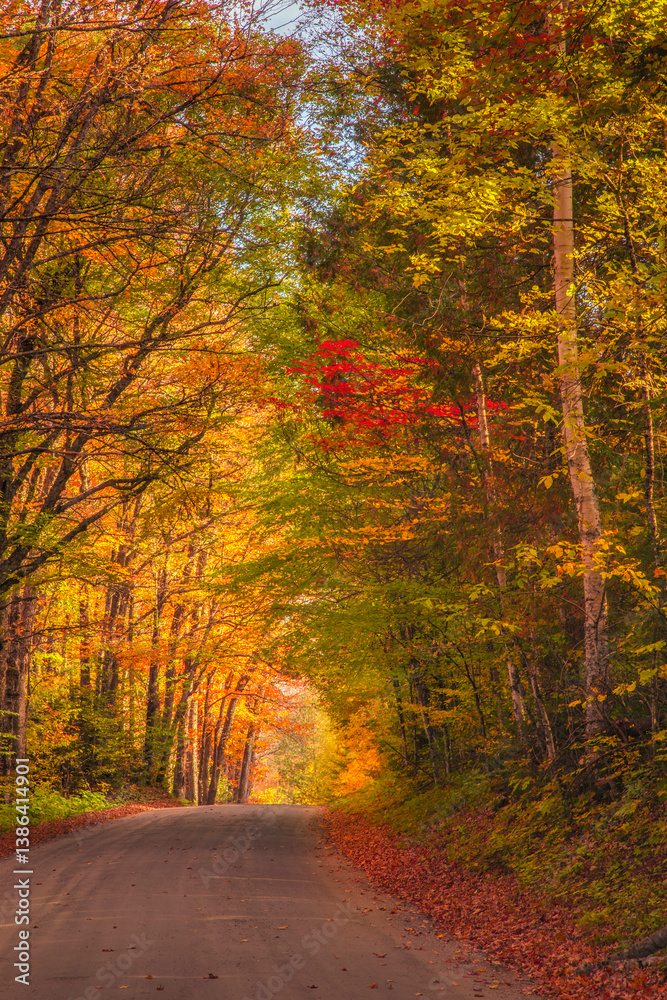 Obraz premium Vibrant autumn colors form a canopy over a gravel road in Vermont
