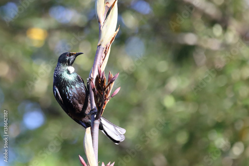 Tui / Tui / Prosthemadera novaeseelandiae photo