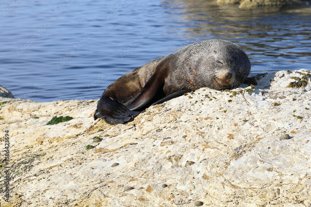 Fototapeta premium Neuseeländischer Seebär / New Zealand fur seal / Arctocephalus forsteri
