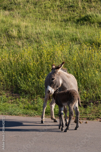 Wild burro with foal in tall grass
