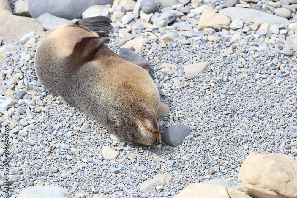 Fototapeta premium Neuseeländischer Seebär / New Zealand fur seal / Arctocephalus forsteri