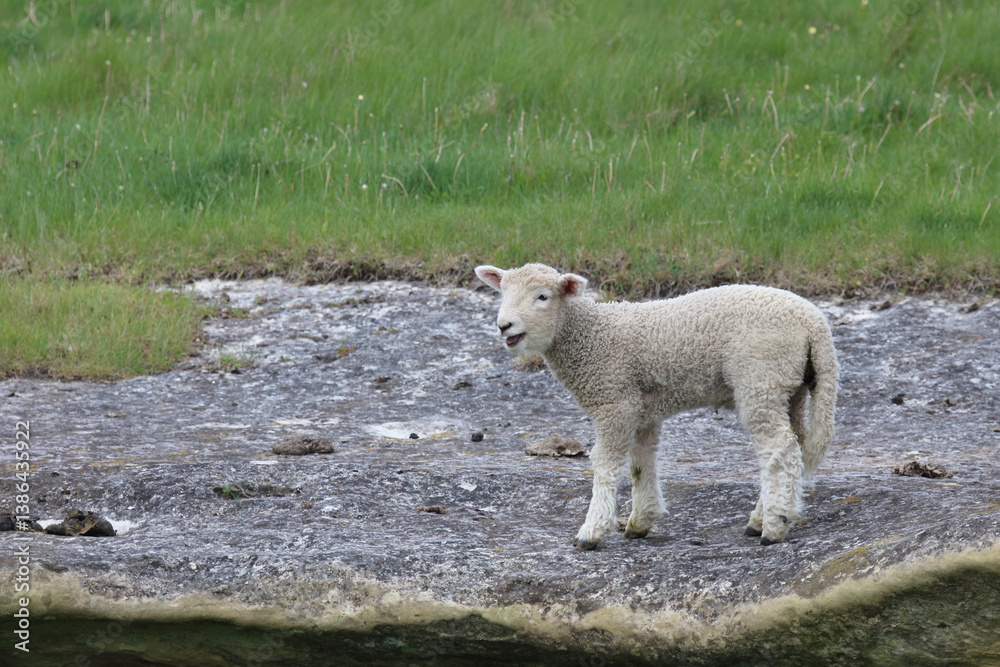 Fototapeta premium Romneyschaf / Romney sheep / Ovis.
