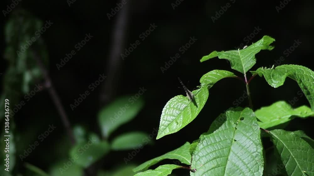 Speckled Wood butterfly (Pararge aegeria) taking off from a nettle leaf
Speckled Wood butterfly (Pararge aegeria) taking off from a nettle leaf