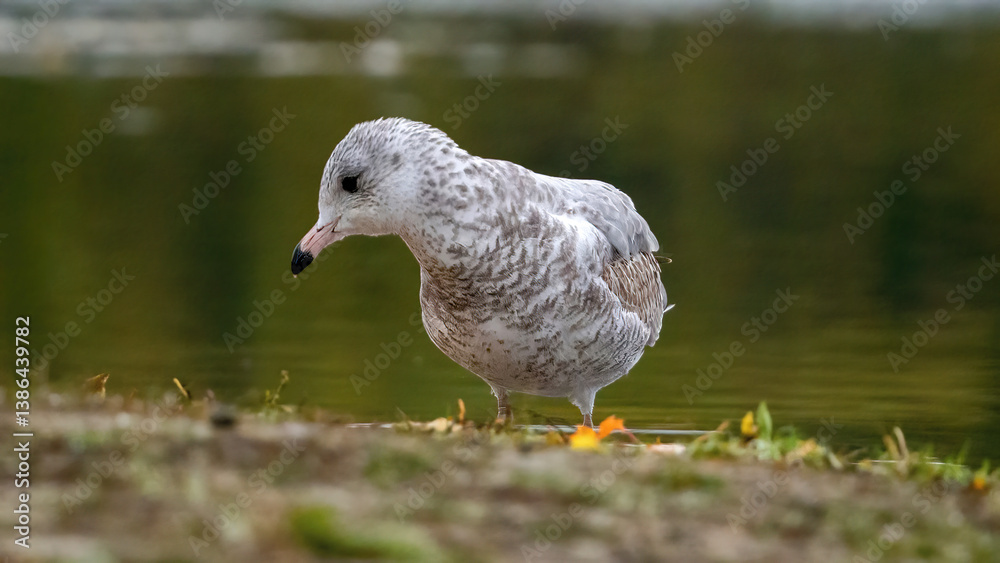 Fototapeta premium Seagulls staying on grassland by water for resting