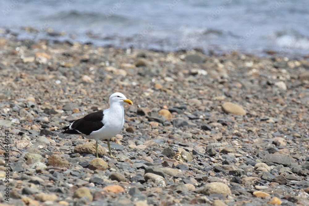 Obraz premium Dominikanermöwe / Southern black-backed gull / Larus dominicanus