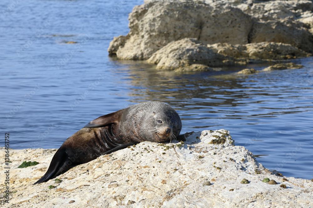 Fototapeta premium Neuseeländischer Seebär / New Zealand fur seal / Arctocephalus forsteri