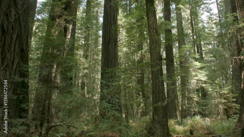 Redwood Grove sideways 2in California 2014