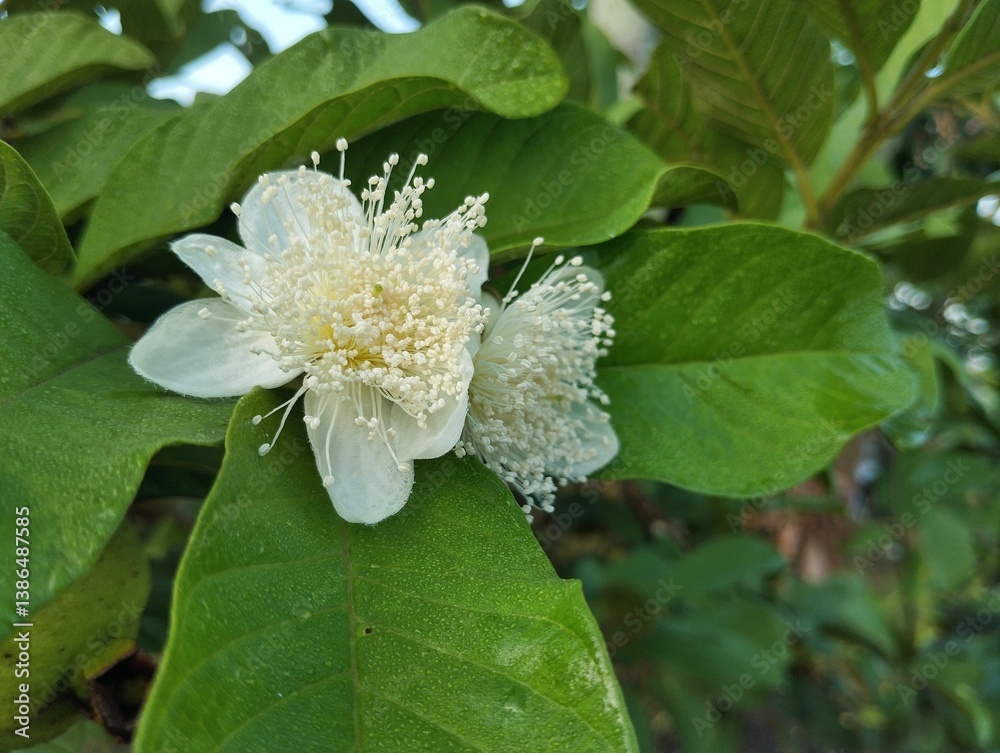 Guava flowers or Psidium guajava still on tree in outdoor garden Guava flowers or Psidium guajava still on tree in outdoor garden