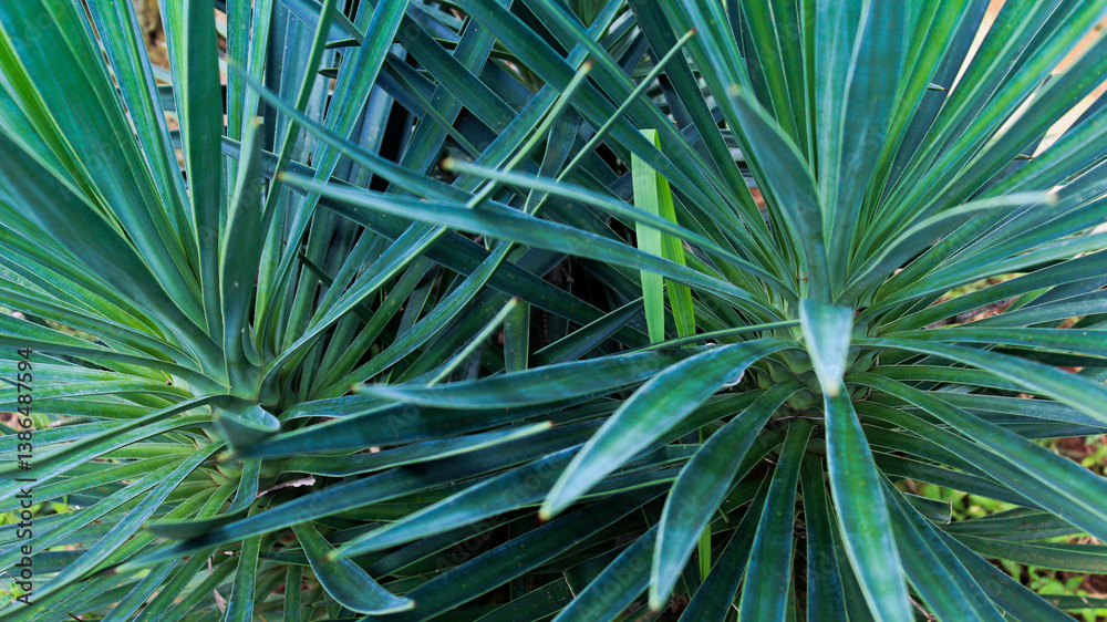 Fototapeta premium palm tree leaves