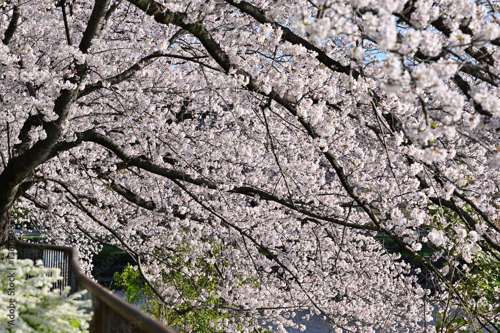 桜満開 桜満開