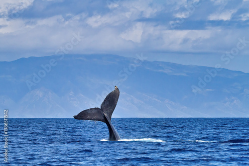 Flirty humpback whale tail seen on maui during a whale watch.