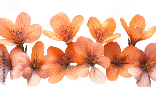 Wallpaper Mural a group of orange flowers on a white background Torontodigital.ca