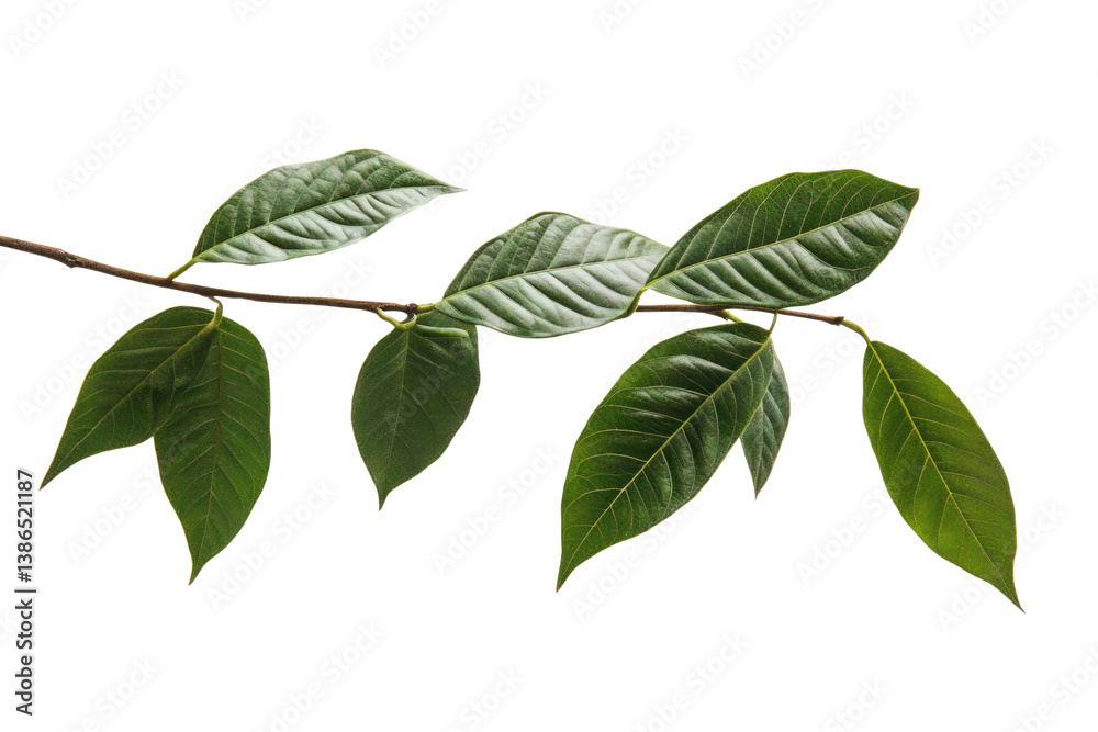 Fototapeta premium leaves of coconut tree One branch, lobed leaves, white background. PNG