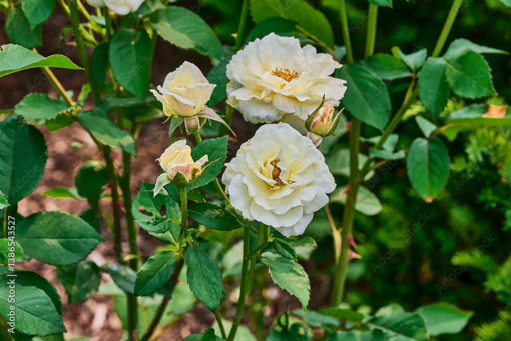 yellow rose in the garden yellow rose in the garden