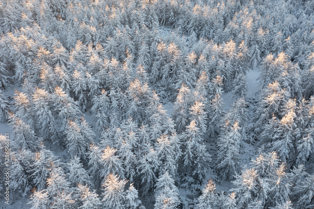 Aerial view of snow-covered larch trees. Amazing morning winter forest landscape. The tops of the trees are illuminated at sunrise. Cold snowy weather. Northern nature. Beautiful natural background.