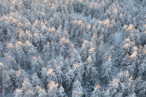 Obraz na płótnie Aerial view of snow-covered larch trees. Amazing morning winter forest landscape. The tops of the trees are illuminated at sunrise. Cold snowy weather. Northern nature. Beautiful natural background. w salonie