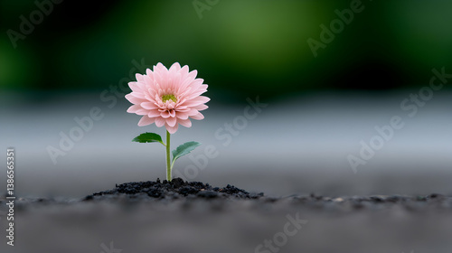 Pink Flower Sprouting From Dark Soil