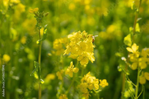 春の菜の花畑と働く蜂