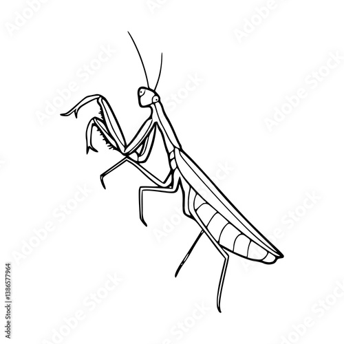 praying mantis outline vector