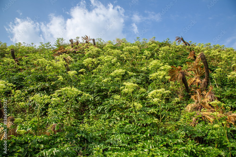 Obraz premium 奄美大島の自然、ハマウドの群落。