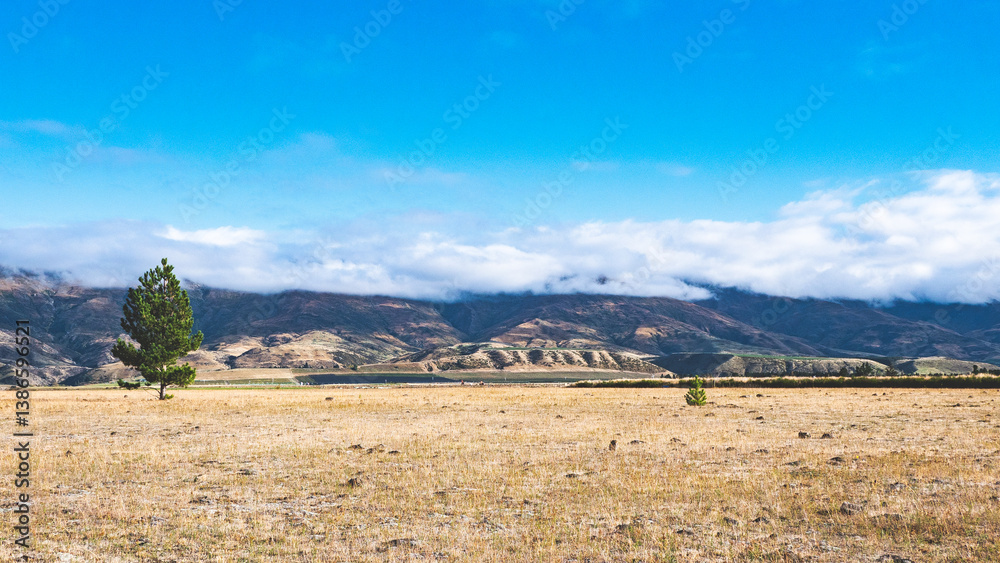 Naklejka premium Yellow grass and blue sky contrast two colours single pine tree minimalist landscape