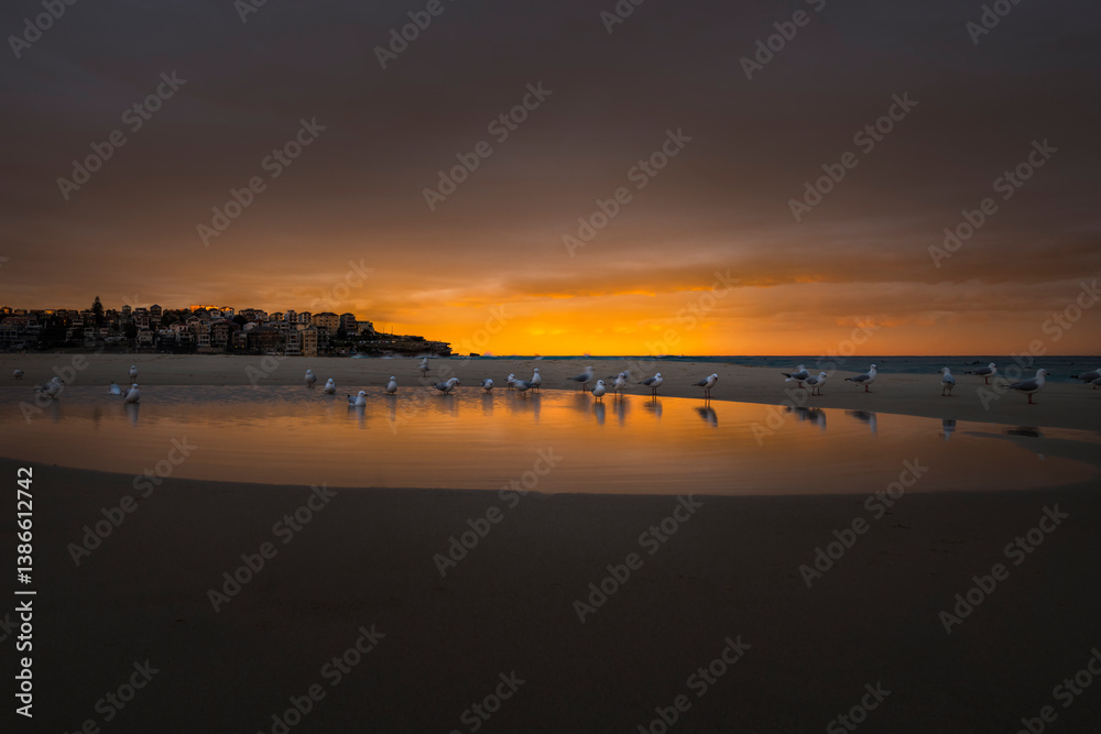 Naklejka premium Seagulls gather around a still pool at sunrise on Bondi Beach.