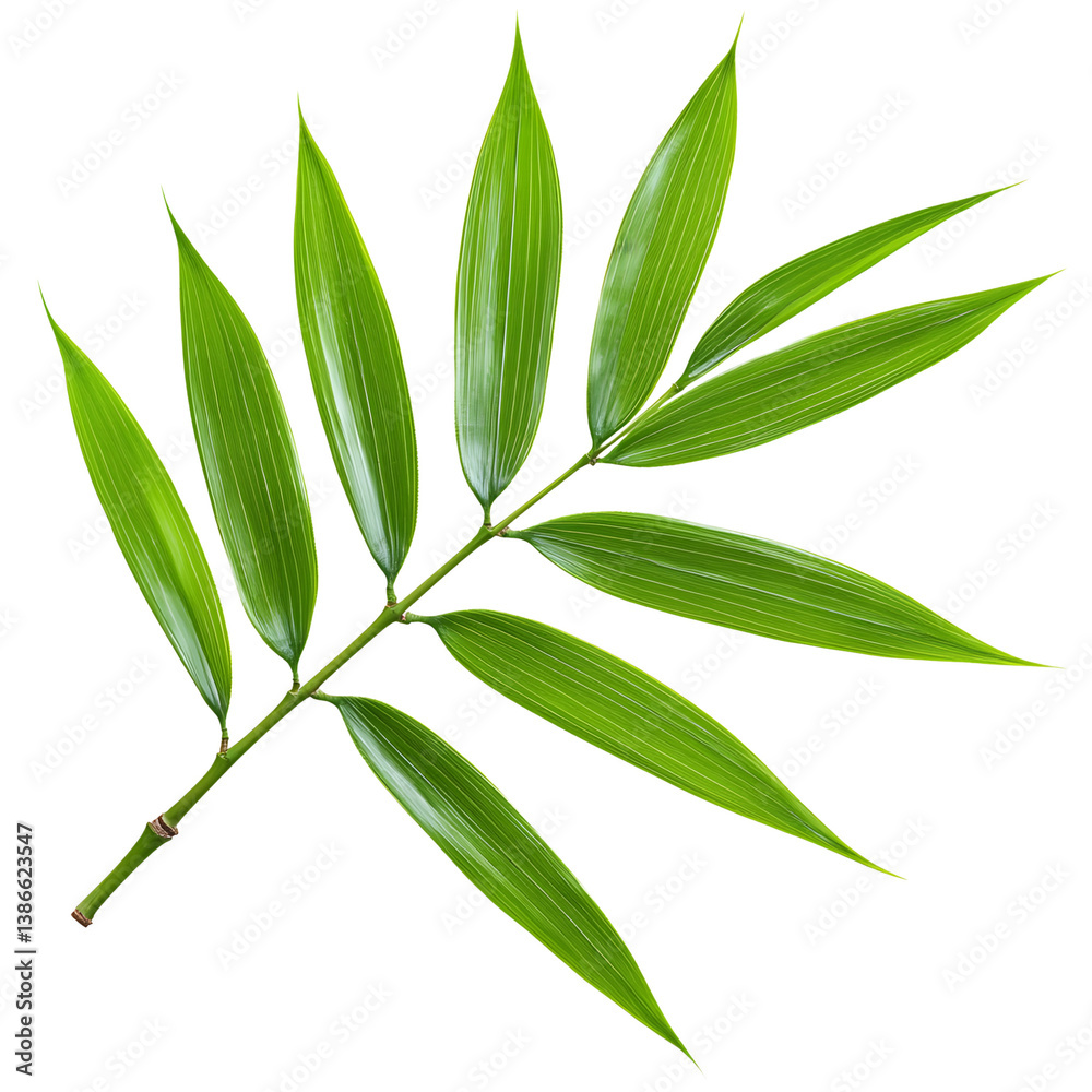 Fototapeta premium Bamboo Leaf Isolated on Transparent Background