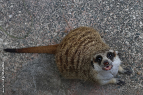 A cute meerkat stares in hopes of getting food.