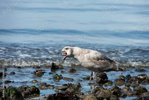 Gull with small sea star in it’s mouth trying to swallow it’s meal whole, on the beach at low tide in Puget Sound, Golden Gardens park, Seattle, Washington
