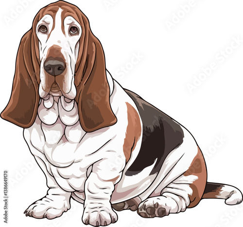 Basset hound dog Vector  illustration