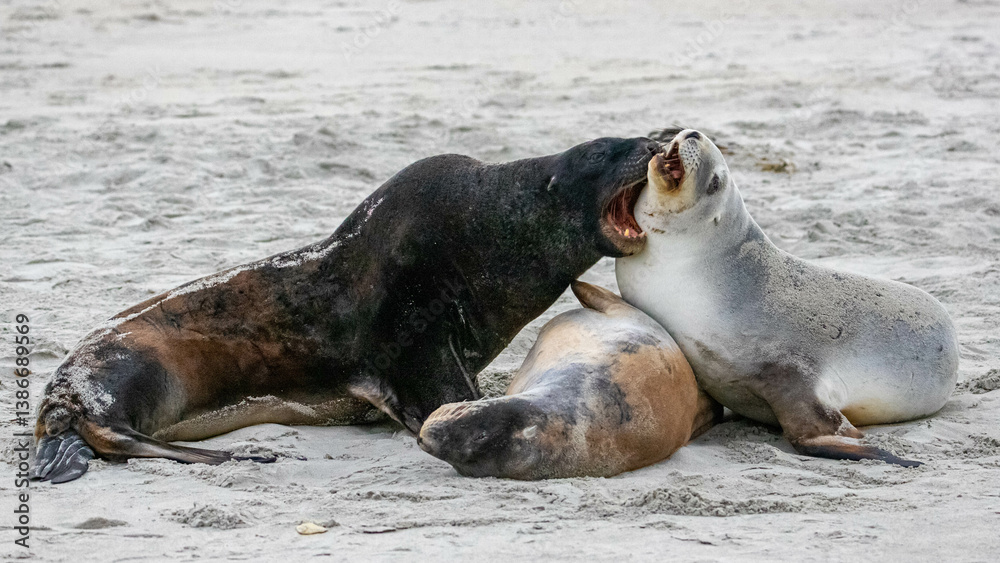 Fototapeta premium A group of large hookers sea lions fighting on a beautiful sandy beach. Sandfly Bay, Otago Peninsula, New Zealand. Endangered marine mammals in New Zealand