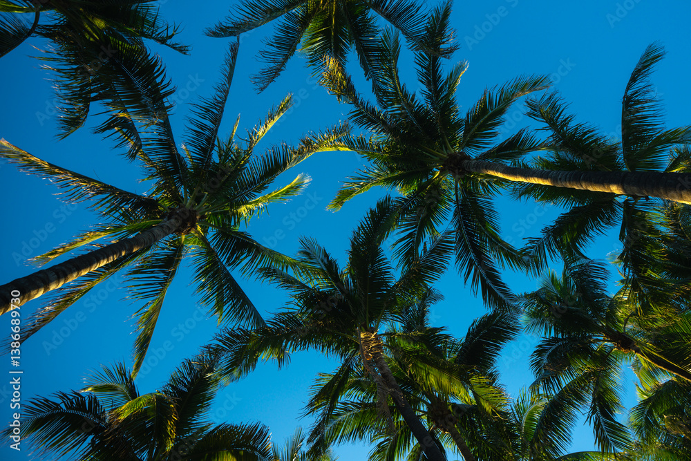Summer palm background. Tropical landscape. Summer coast view. Green palm tree on blue sky. Tropical paradise. Summer wallpaper. Palm landscape. Tropics palm tree texture. Summer palms trees.