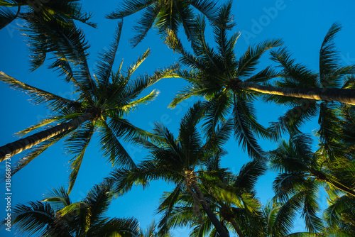 Obraz na płótnie Summer palm background. Tropical landscape. Summer coast view. Green palm tree on blue sky. Tropical paradise. Summer wallpaper. Palm landscape. Tropics palm tree texture. Summer palms trees. w salonie