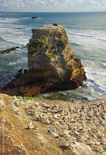 thousands of australasian gannets of the muriwai gannet colony on the coastal cliffs at otakamiro point on muriwai beach on the west coast of the north island of new zealand, on a sunny summer day photo