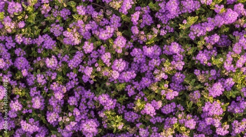 Dense carpet of vibrant purple flowers, overhead view.