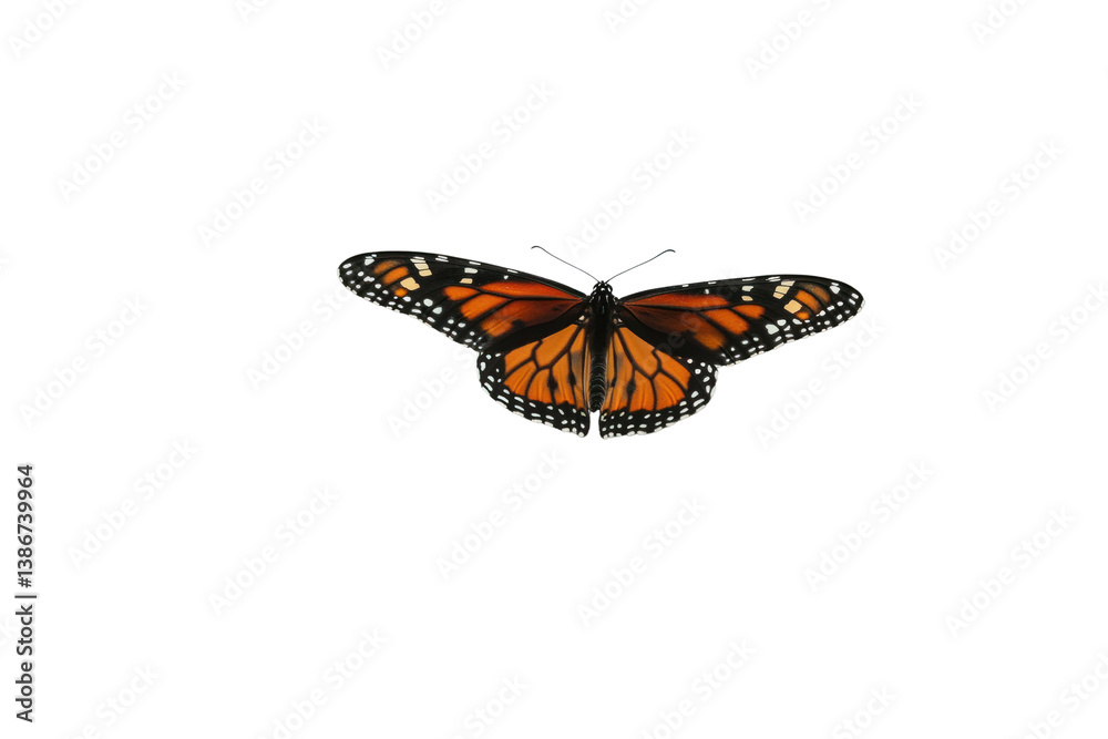 A monarch butterfly delicately perched on a branch, its wings glistening in the light, set against a minimalistic white background that highlights its striking colors A monarch butterfly delicately perched on a branch, its wings glistening in the light, set against a minimalistic white background that highlights its striking colors