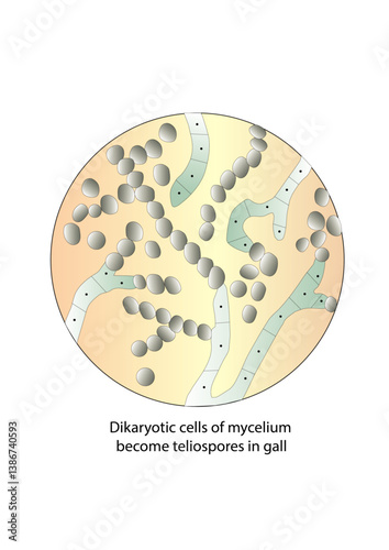 Dikaryotic cells of mycelium become teliospores in the gall