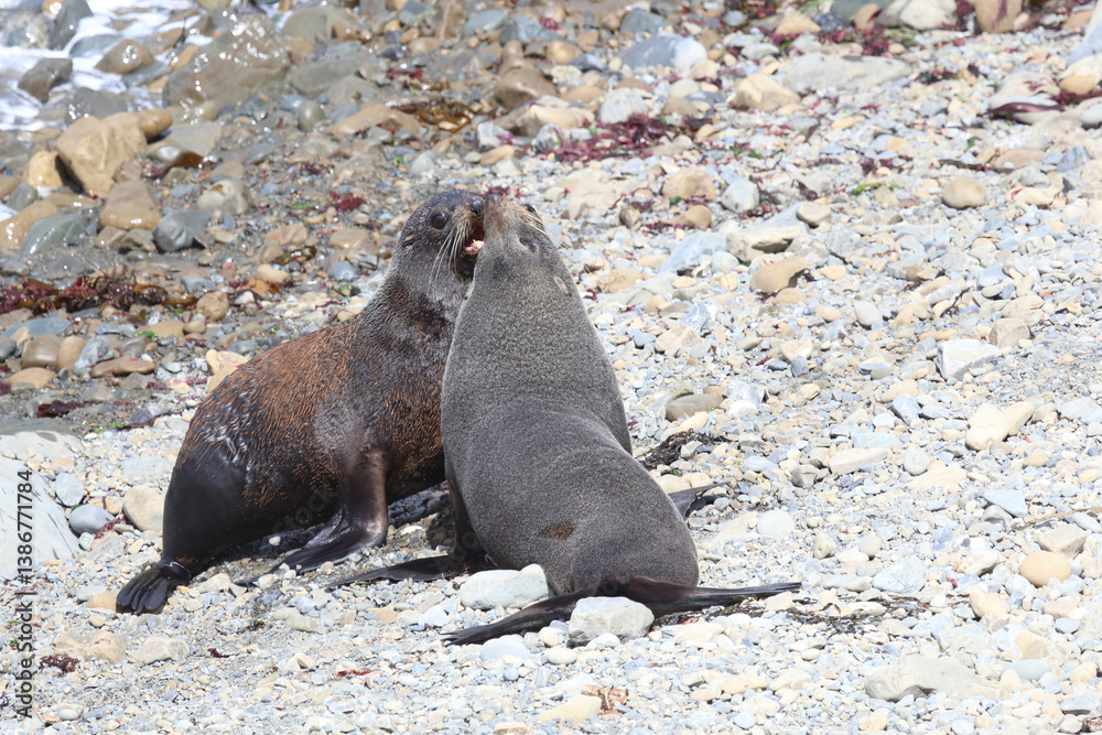 Fototapeta premium Neuseeländischer Seebär / New Zealand fur seal / Arctocephalus forsteri.