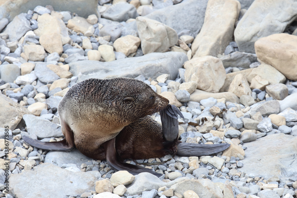 Fototapeta premium Neuseeländischer Seebär / New Zealand fur seal / Arctocephalus forsteri.