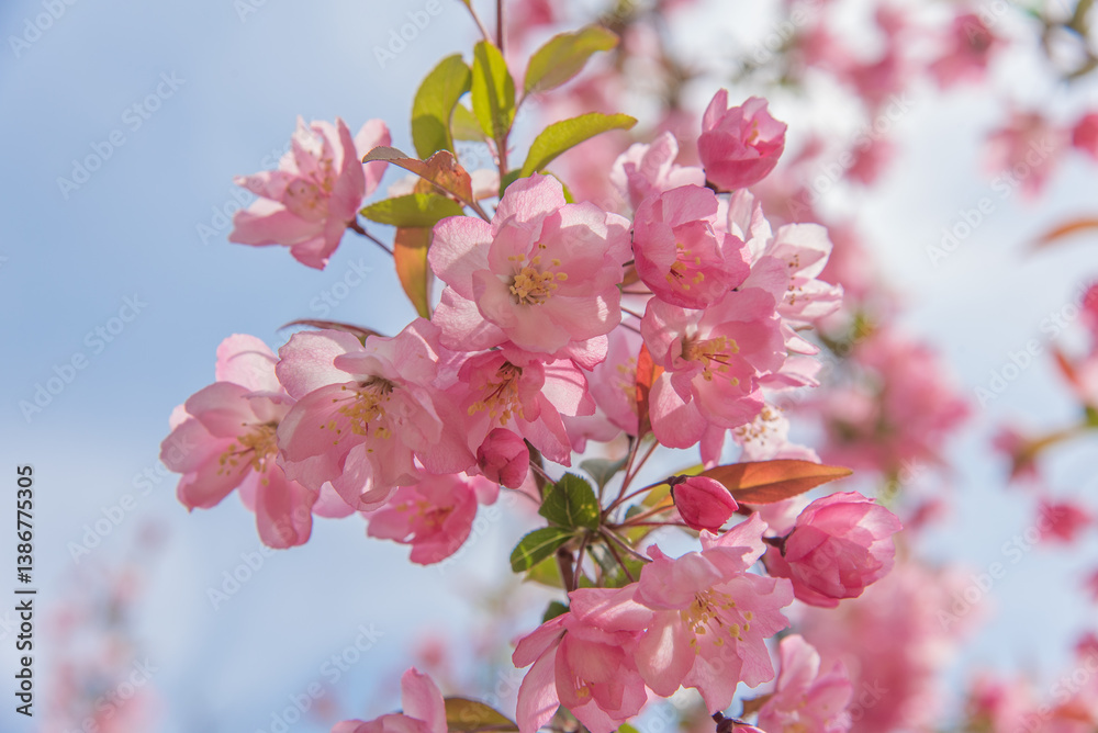 Obraz premium 꽃사과나무 서부해당화