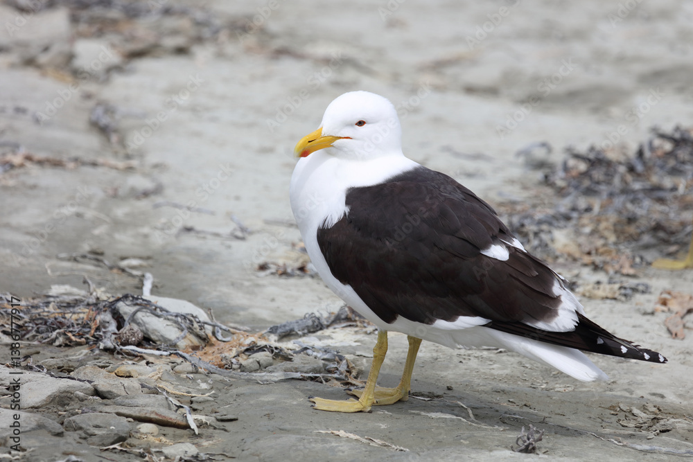 Dominikanermöwe / Southern black-backed gull / Larus dominicanus