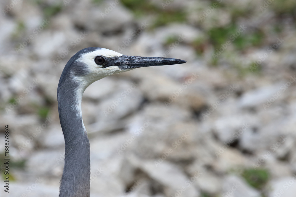 Weißwangenreiher / White-faced or white-fronted heron / Egretta novaehollandiae
