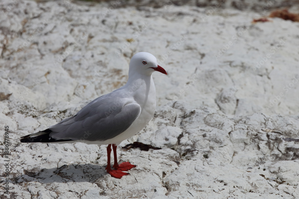 Rotschnabelmöwe / Red-billed gull / Larus scopulinus