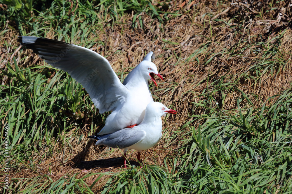 Rotschnabelmöwe / Red-billed gull / Larus scopulinus.