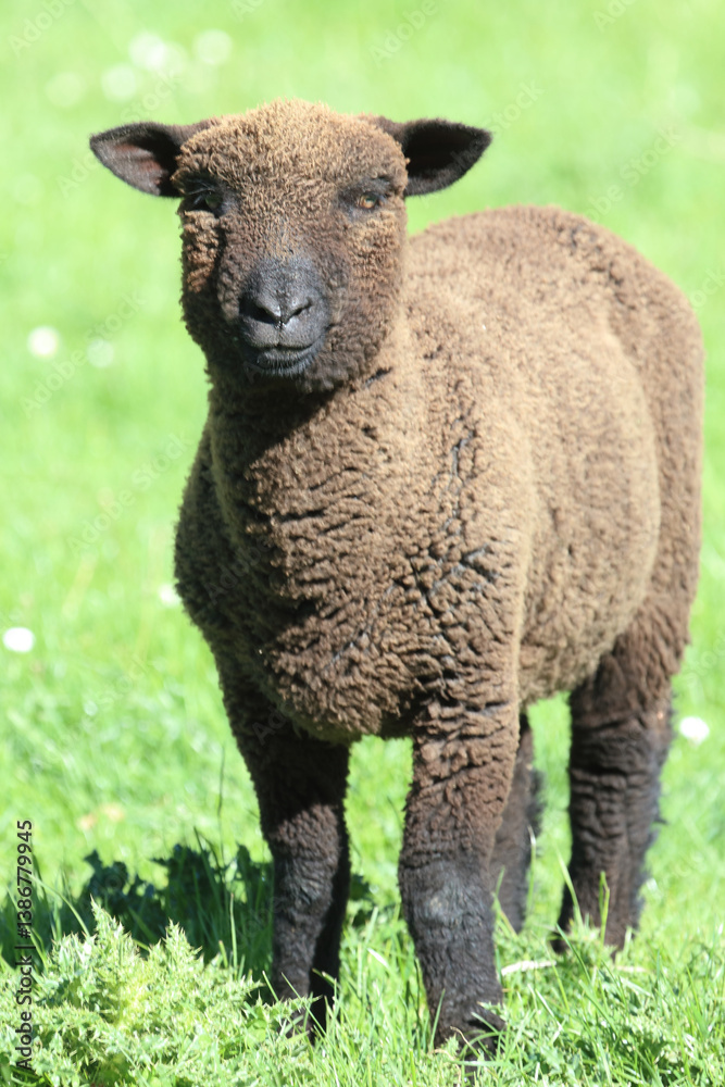 Schaf Suffolk-Coopworth-Kreuzung / Suffolk x Coopworth sheep / Ovis.