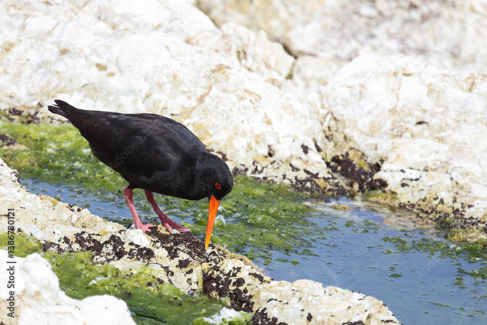 Neuseeländischer Austernfischer / Variable oystercatcher / Haematopus unicolor