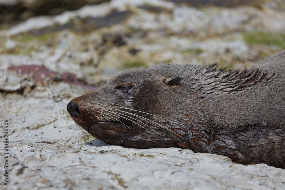 Neuseeländischer Seebär / New Zealand fur seal / Arctocephalus forsteri