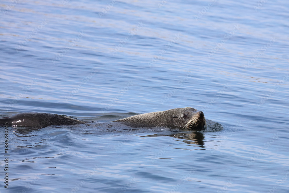 Neuseeländischer Seebär / New Zealand fur seal / Arctocephalus forsteri