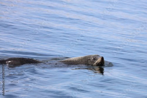 Neuseeländischer Seebär / New Zealand fur seal / Arctocephalus forsteri